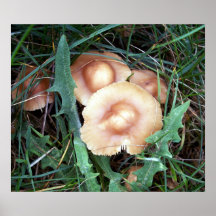Allgemeines Mützen-Pilz-Plakat