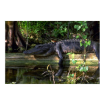 Alligatornachmittag, Sumpfgebiete, Florida poster