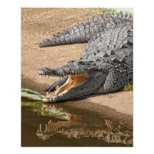 Alligatorporträt mit dem breiten Mund öffnen sich Photo Drucke