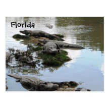 Alligatorteich Postkarten