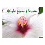 Aloha Hawaii-Weiß-Hibiskus Postkarte