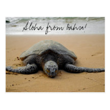 Aloha von Oahu! Postkarte mit Meeresschildkröte