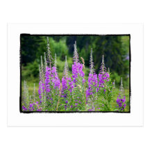 Alpine Blumen-Wiesen-weises La Berneuse Leysin Postkarten