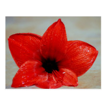 Amaryllis-Blume und seine Bedeutung Postkarten