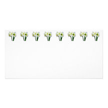 Amaryllis-grüne Prinzessin Individuelle Photo Karte