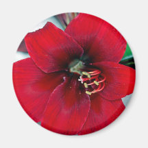 Amaryllis Kühlschrankmagnet