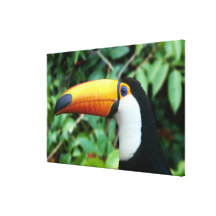 Amazonas, Brasilien. Gelb-schnabelförmiges toucan  Gespannte Galerie Drucke