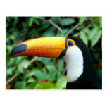 Amazonas, Brasilien. Gelb-schnabelförmiges toucan  Postkarten