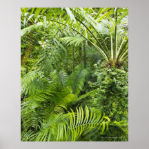 Amazonas-Regenwald, Amazonas-Gebiet, Brasilien 2 Posterdrucke