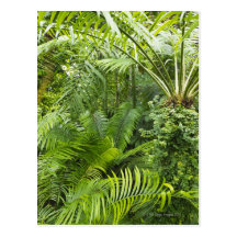 Amazonas-Regenwald, Amazonas-Gebiet, Brasilien 2 Postkarten