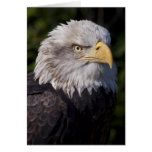 Amerikaner-Eagle-Karte