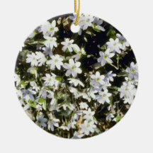 Amerikaner Liverleaf (Hepatica Americana) Blumen Ornament
