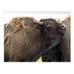 Amerikaner Plains Büffel-Bison-Postkarten