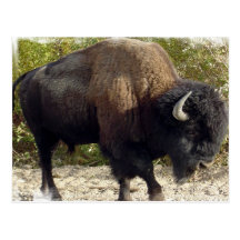 Amerikanische Büffel-Postkarte