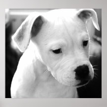Amerikanische Bulldoggen-Welpen Poster