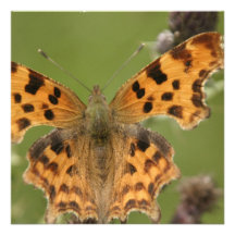 Amerikanische Dame Butterfly Invitations Personalisierte Einladung