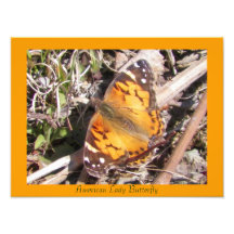 Amerikanische Dame Butterfly Photoprint