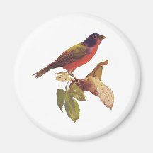 Amerikanische Vogel-Zucht Magnete