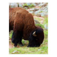 Amerikanischer Bison-Malerei Postkarten