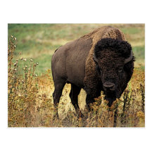 Amerikanischer Bison Postkarten