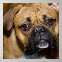 Amerikanischer Boxer-Plakat-Druck