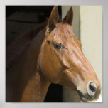 Amerikanischer Quarterhorse-Foto-Druck Posterdrucke