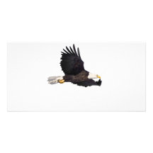 Amerikanischer Weißkopfseeadler Bildkarten