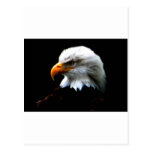 AMERIKANISCHER WEISSKOPFSEEADLER POSTKARTEN