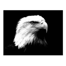 Amerikanischer Weißkopfseeadler Postkarten