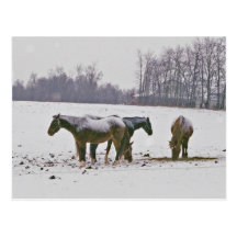 Amische Pferde in der Feld-Postkarte