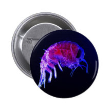 Amphipod Hyperiidae Hyperia Macrocephala Buttons