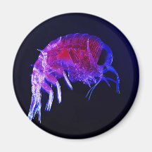 Amphipod Hyperiidae Hyperia Macrocephala Magnets