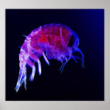 Amphipod Hyperiidae Hyperia Macrocephala Plakat