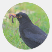 Amsel Sticker