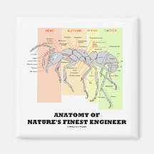 Anatomie des feinsten Ingenieurs der Natur (Entomo Magnete