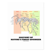Anatomie des feinsten Ingenieurs der Natur (Entomo Postkarte