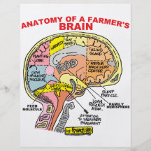 ANATOMIE DES GEHIRNS EINES BAUERN FLYERS