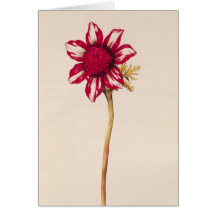 Anemone, von "La Guirlande de Julie", c.1642 Karte