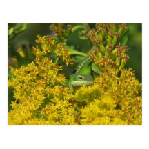 Anole in der Goldrutenpostkarte