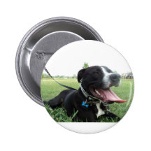 APBT amerikanischer Ikonen- u. Familienhund Anstecknadel