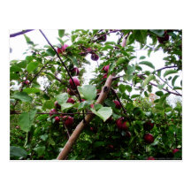 Apfelbaum Postkarte