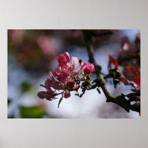 Apfelblüte Posterdruck