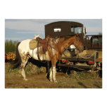 Appaloosa-Pferdeeinladungs-Karten