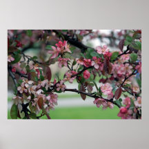 Apple blühen Zeit Plakatdruck