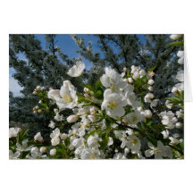 Apple-Blüten Karten