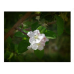 Apple-Blüten Postkarte
