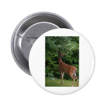 Apple mit Samthirsch Anstecknadelbutton