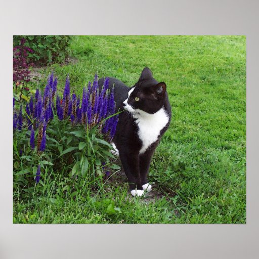 Aquarell-Garten-Katze Poster