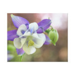 Aquilegia Blumen Leinwand Druck