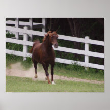 Arabisches Pferd Plakatdrucke